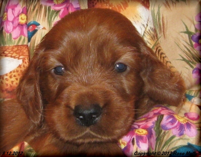 Ginger's Puppies