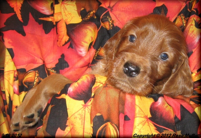 Ginger's Puppies
