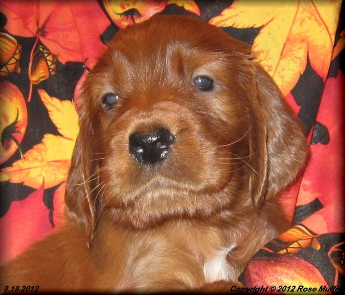 Ginger's Puppies
