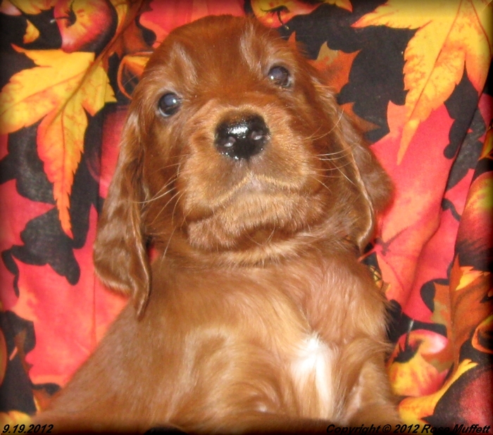 Ginger's Puppies