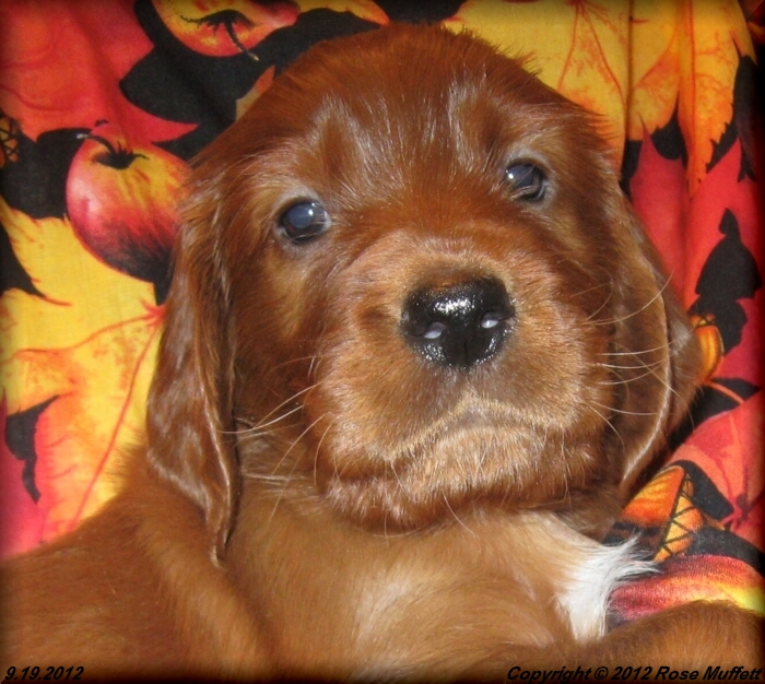 Ginger's Puppies