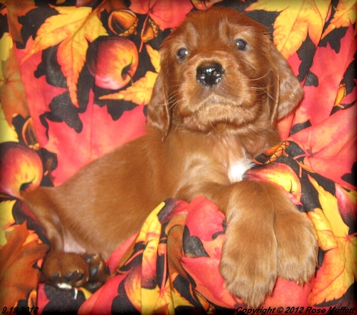 Ginger's Puppies