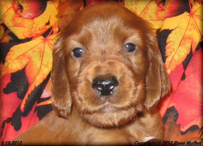 Ginger's Puppies