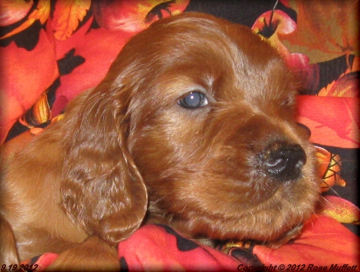 Ginger's Puppies