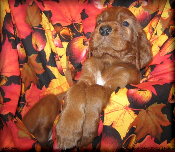 Ginger's Puppies