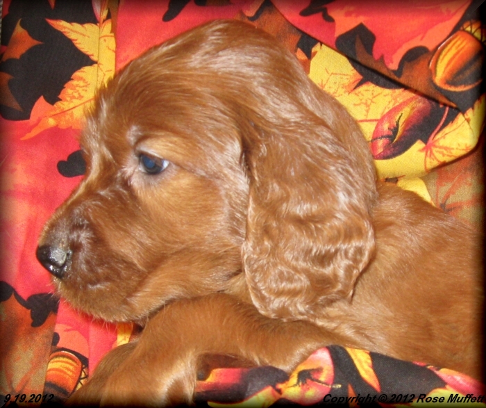 Ginger's Puppies