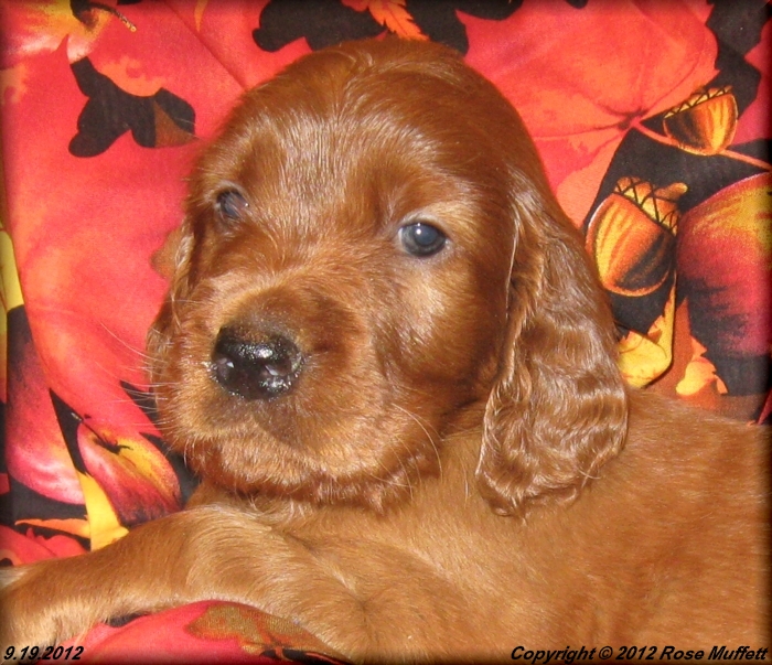 Ginger's Puppies