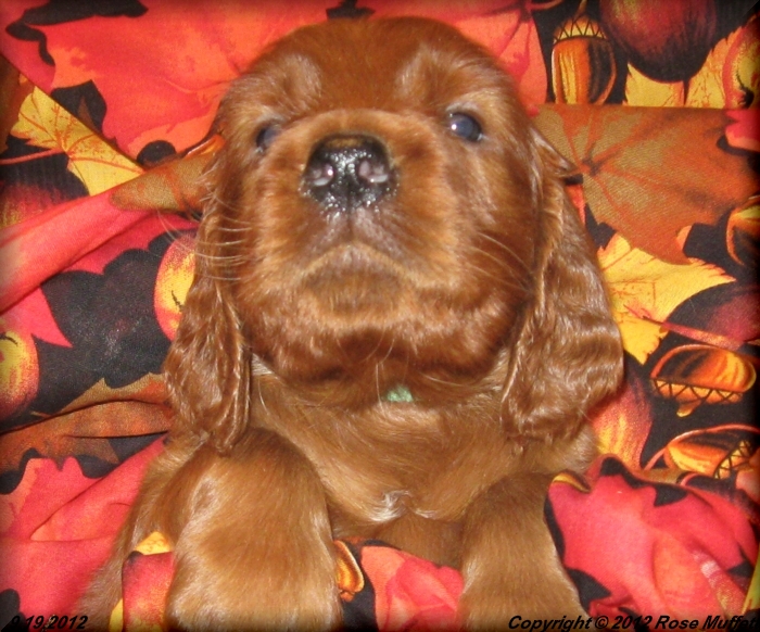 Ginger's Puppies