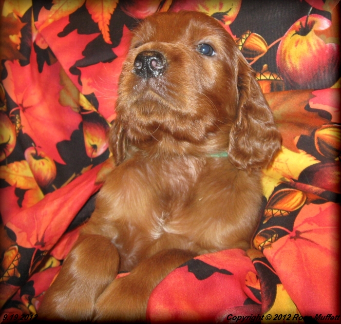 Ginger's Puppies
