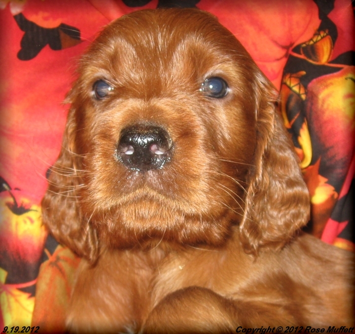 Ginger's Puppies