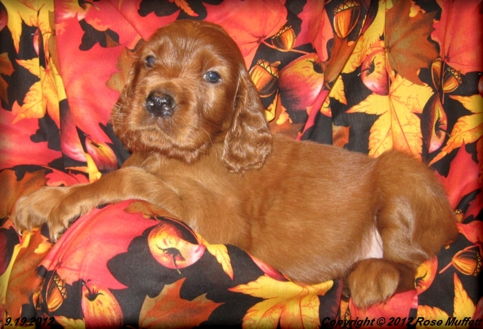 Ginger's Puppies