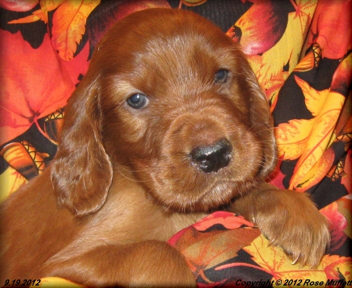 Ginger's Puppies