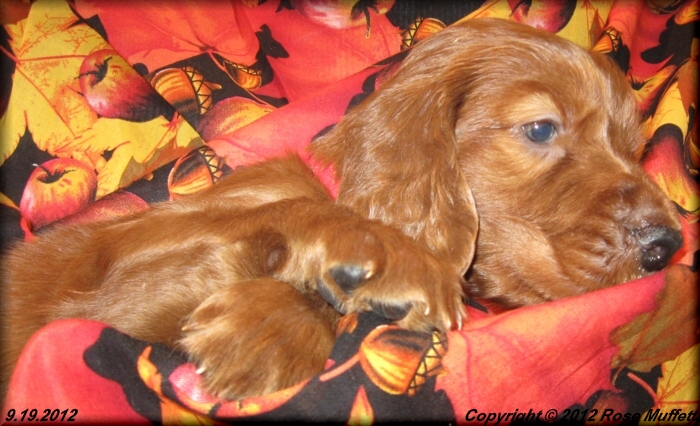 Ginger's Puppies