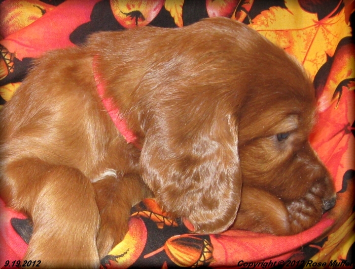 Ginger's Puppies
