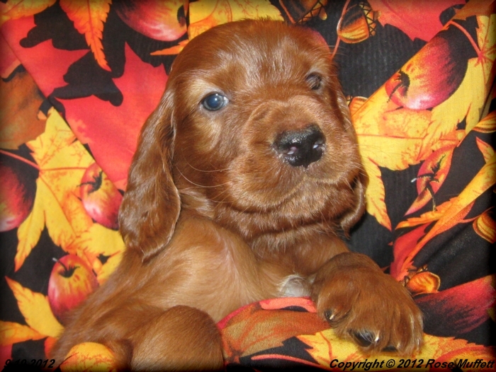 Ginger's Puppies