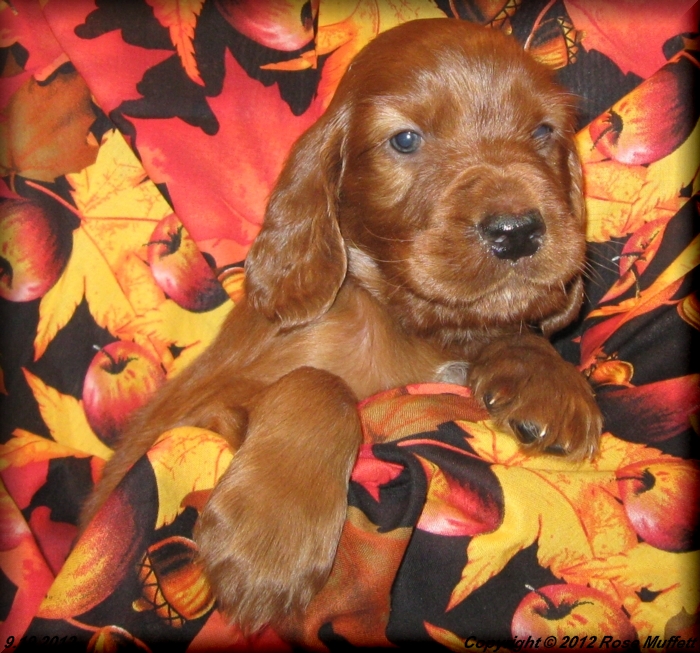 Ginger's Puppies