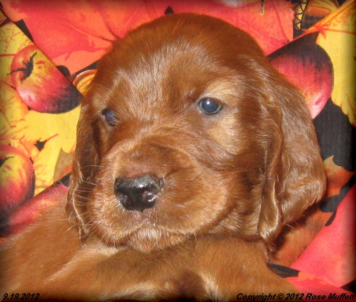 Ginger's Puppies