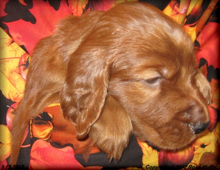 Ginger's Puppies