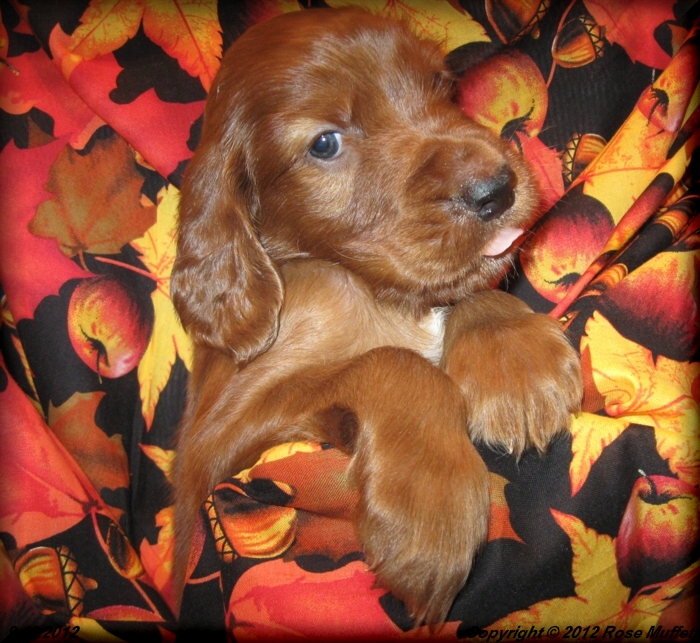 Ginger's Puppies