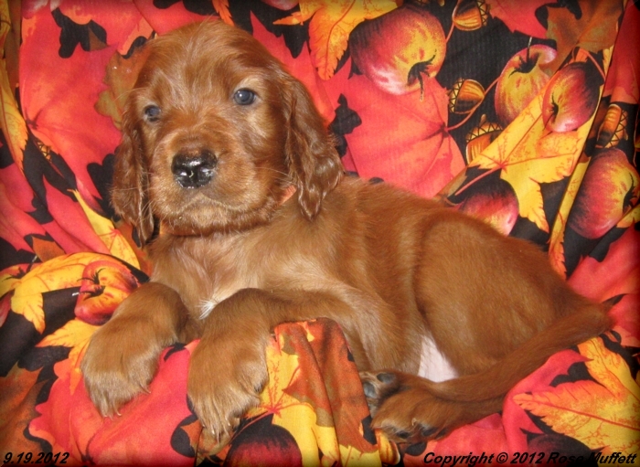 Ginger's Puppies