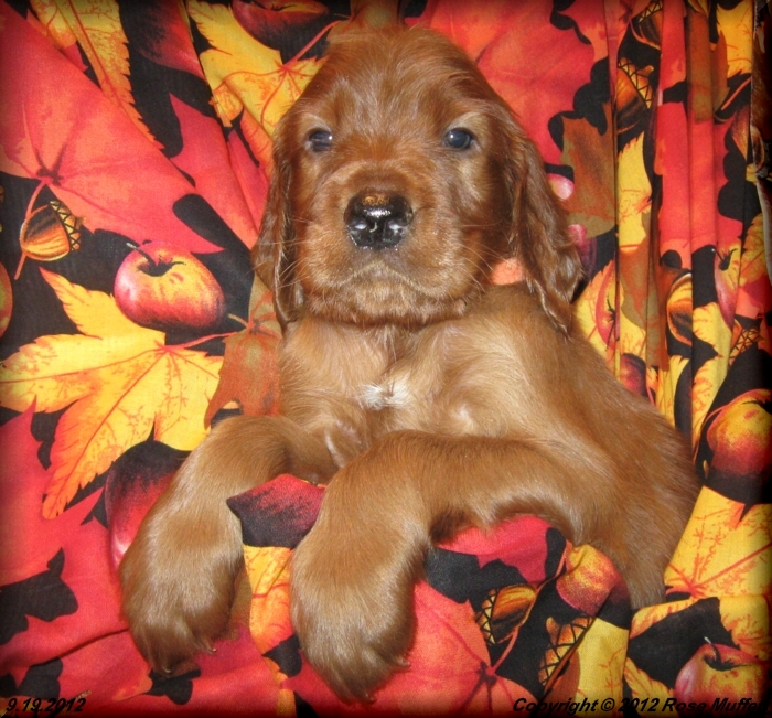 Ginger's Puppies