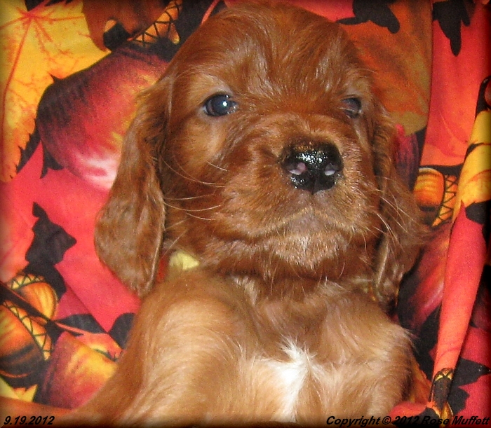 Ginger's Puppies