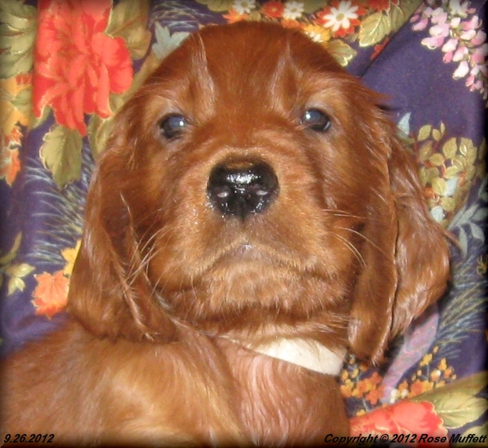 Ginger's Puppies