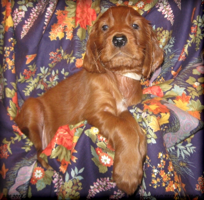 Ginger's Puppies