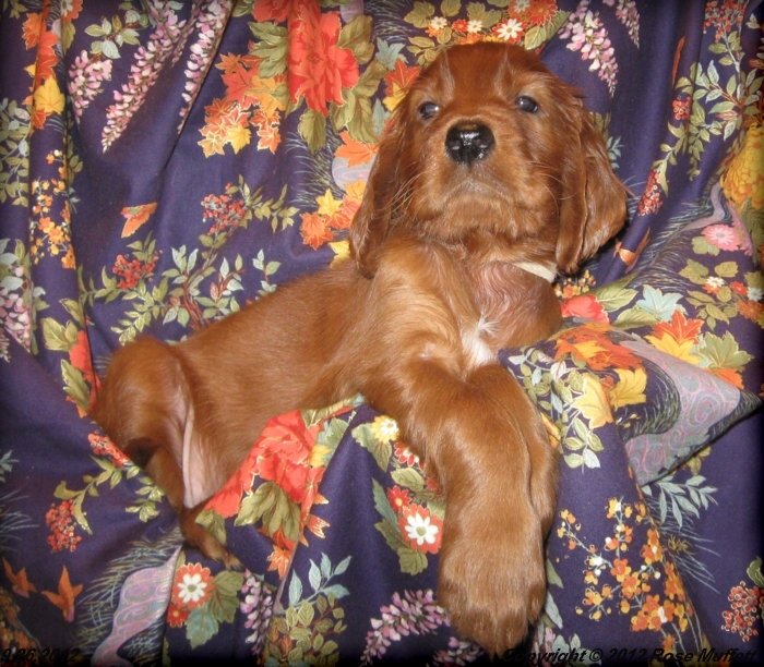 Ginger's Puppies