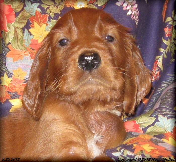 Ginger's Puppies