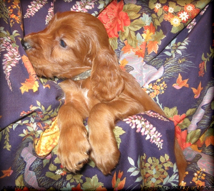 Ginger's Puppies