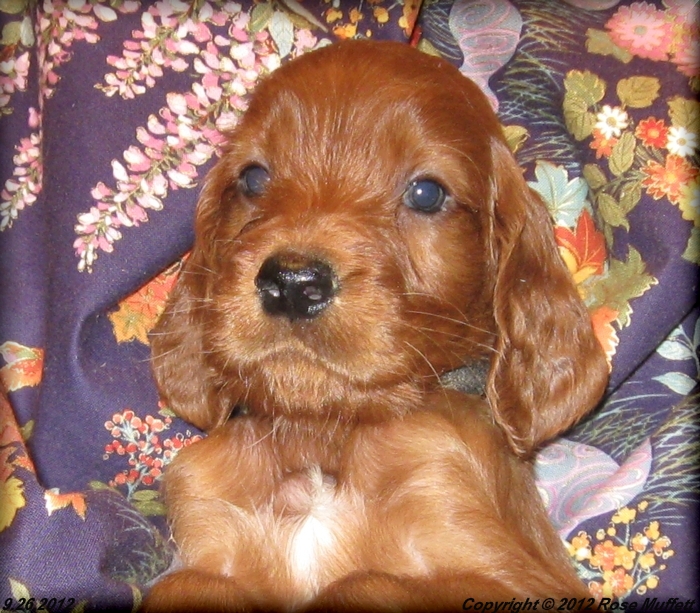 Ginger's Puppies