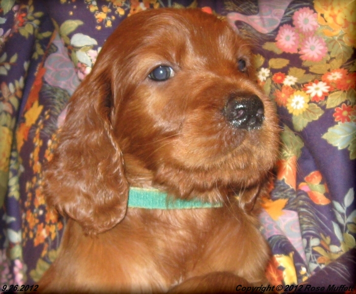 Ginger's Puppies