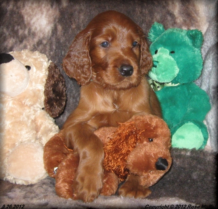 Ginger's Puppies