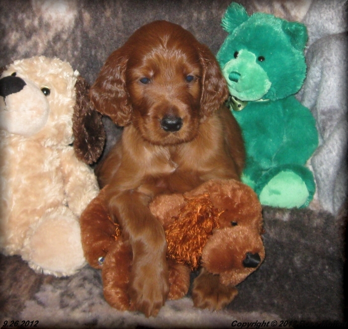 Ginger's Puppies