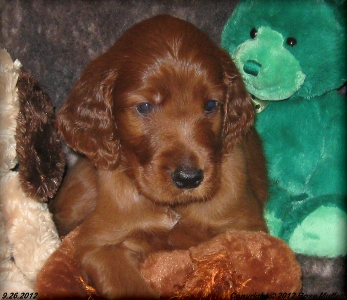 Ginger's Puppies