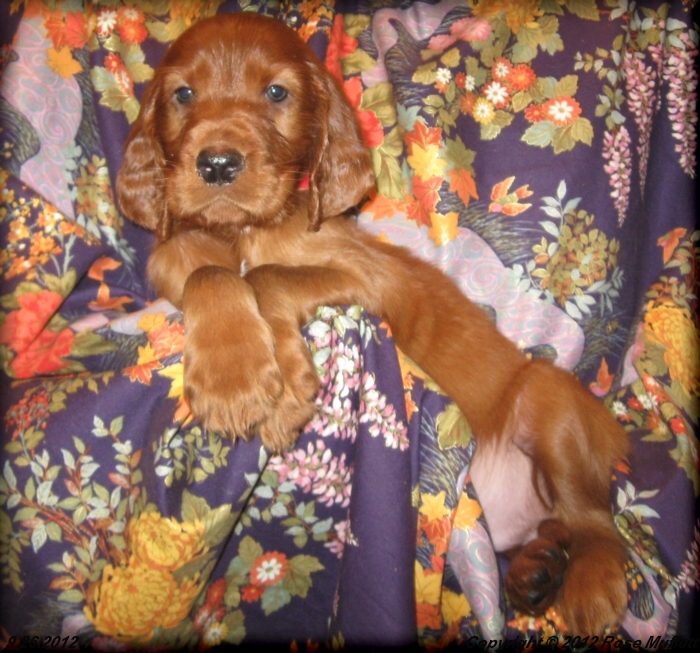 Ginger's Puppies