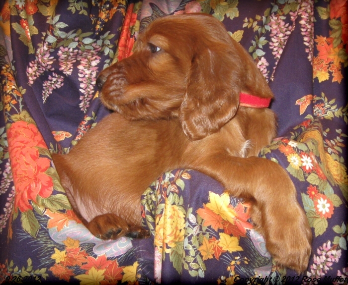 Ginger's Puppies