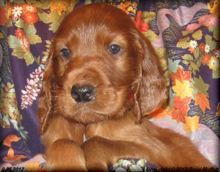 Ginger's Puppies