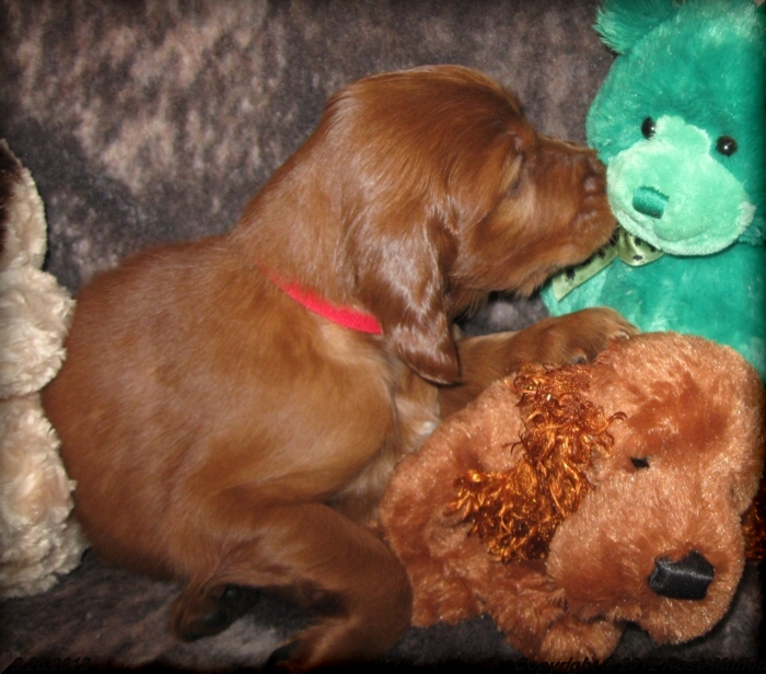 Ginger's Puppies