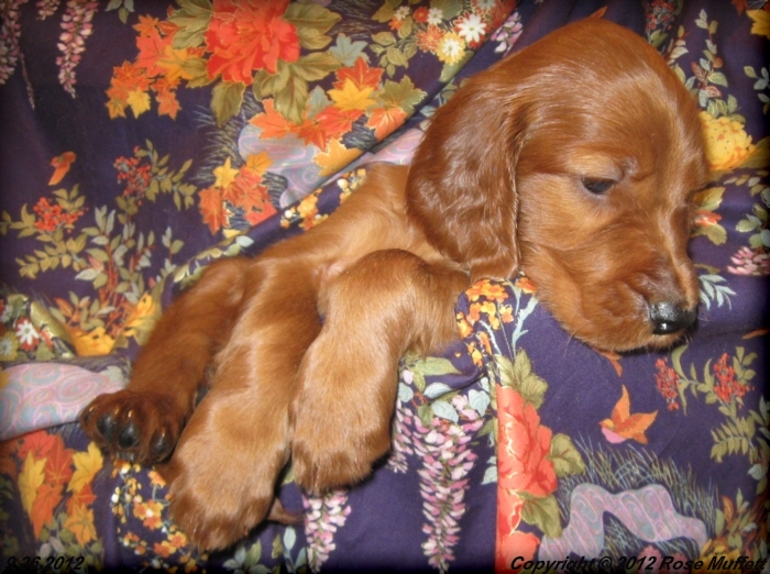 Ginger's Puppies