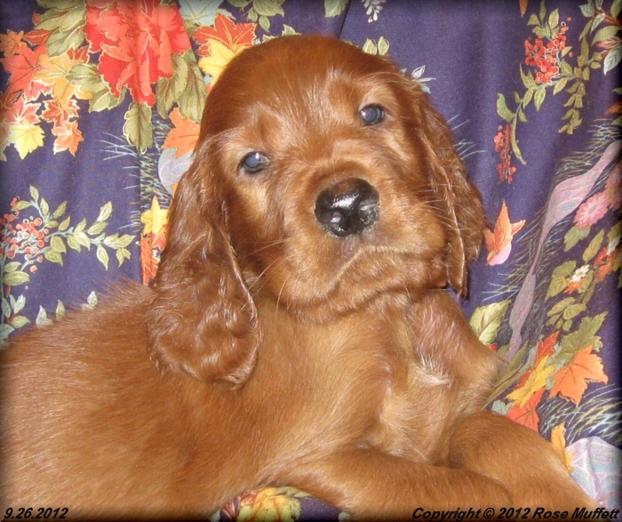 Ginger's Puppies