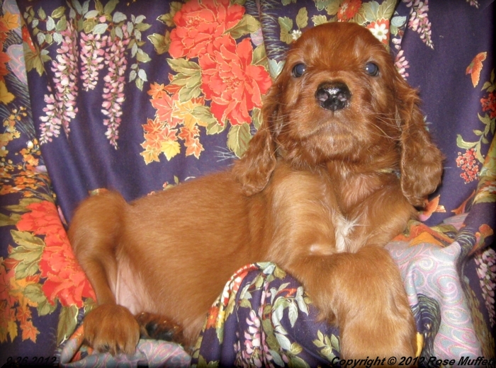 Ginger's Puppies