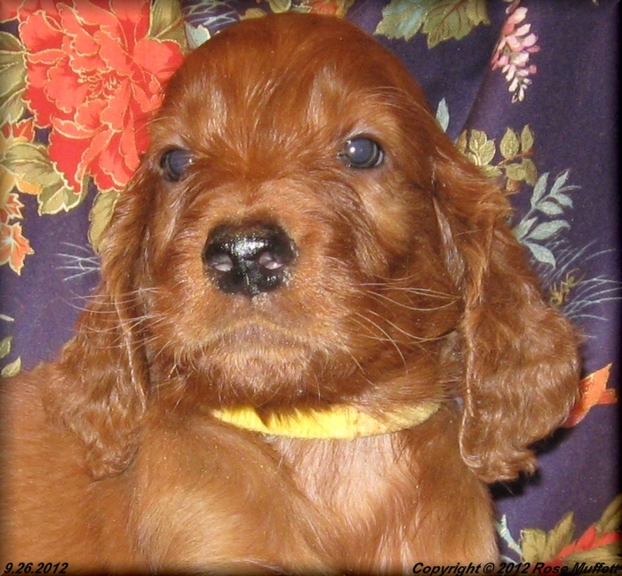 Ginger's Puppies