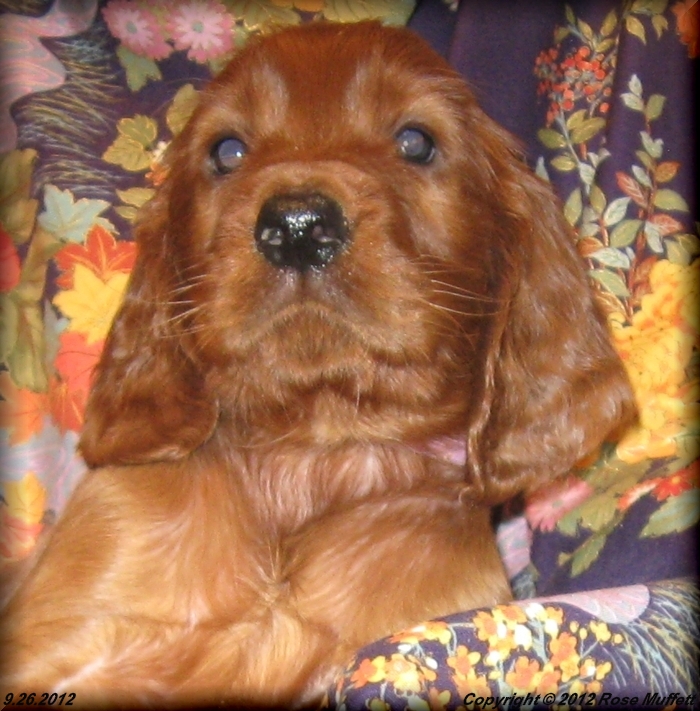 Ginger's Puppies
