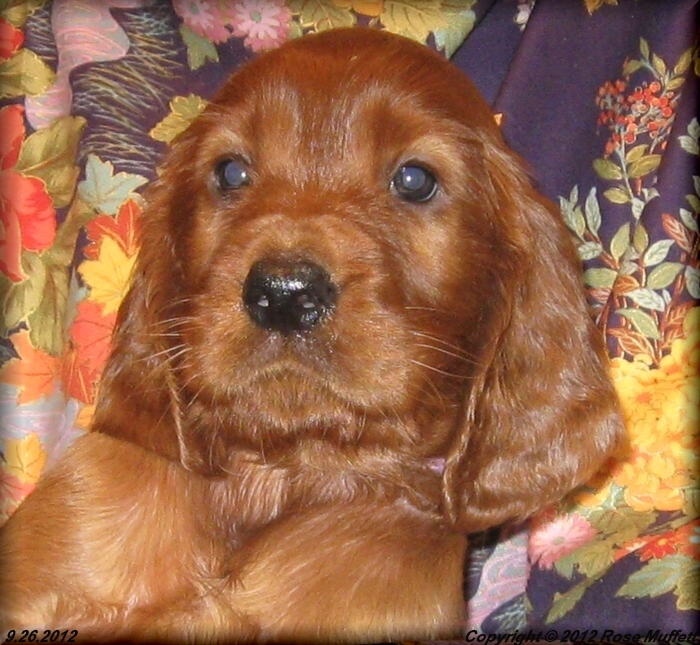 Ginger's Puppies