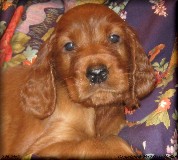 Ginger's Puppies