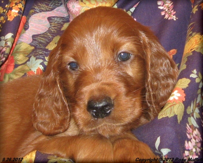 Ginger's Puppies
