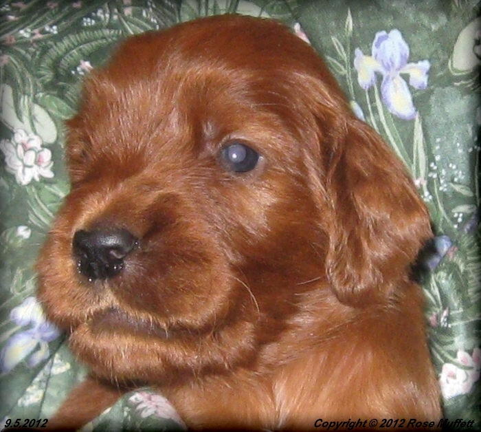 Ginger's Puppies