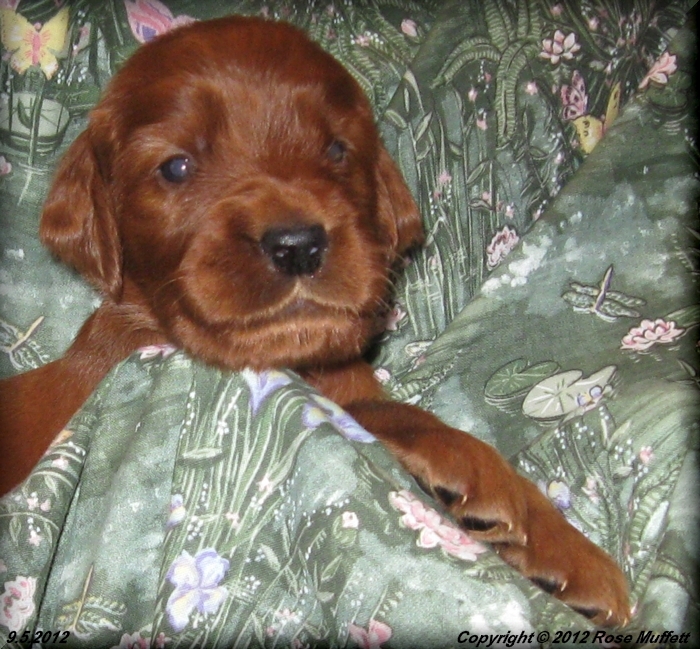Ginger's Puppies
